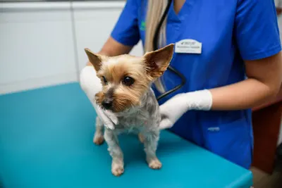 Gabinet Weterynaryjny Help-Vet